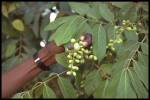 leaf and fruit